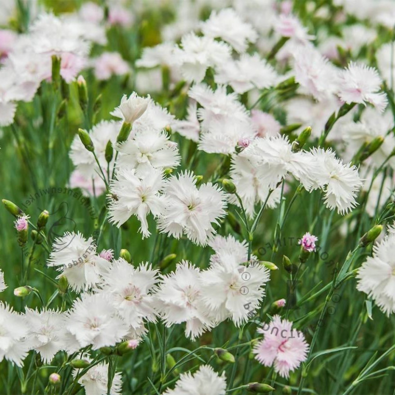 Dianthus deltoides Albiflorus - Bakke-Nellike