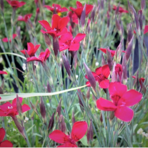 Dianthus deltoides Flashing Light - Bakke-Nellike