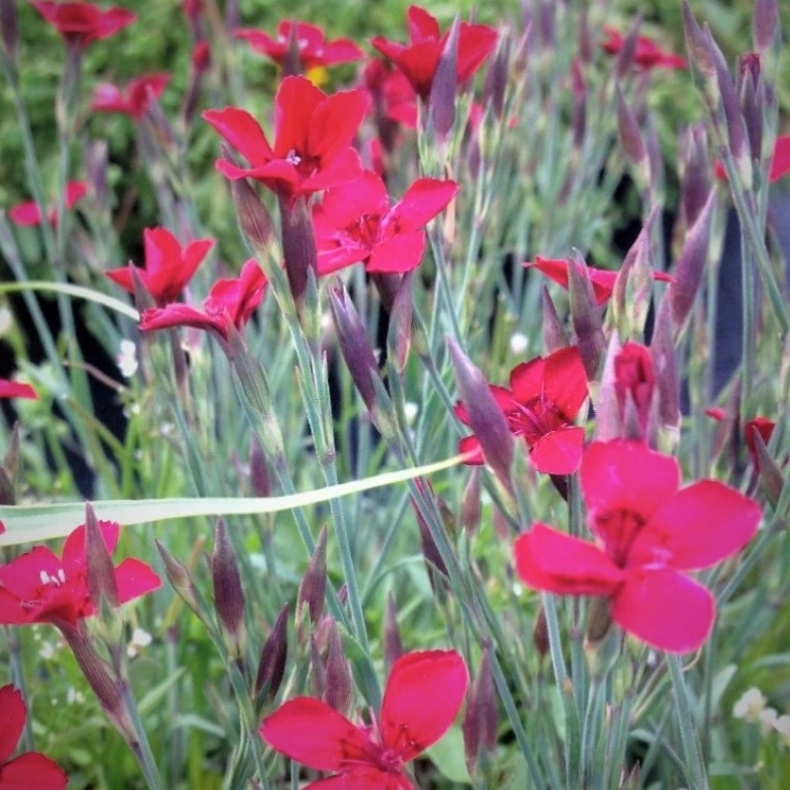Dianthus deltoides Flashing Light - Bakke-Nellike