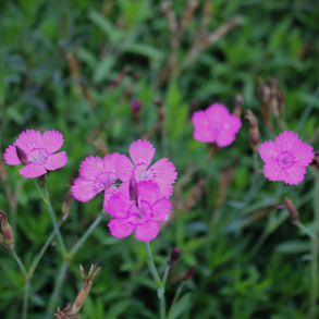 Dianthus deltoides Rosea - Bakke-Nellike