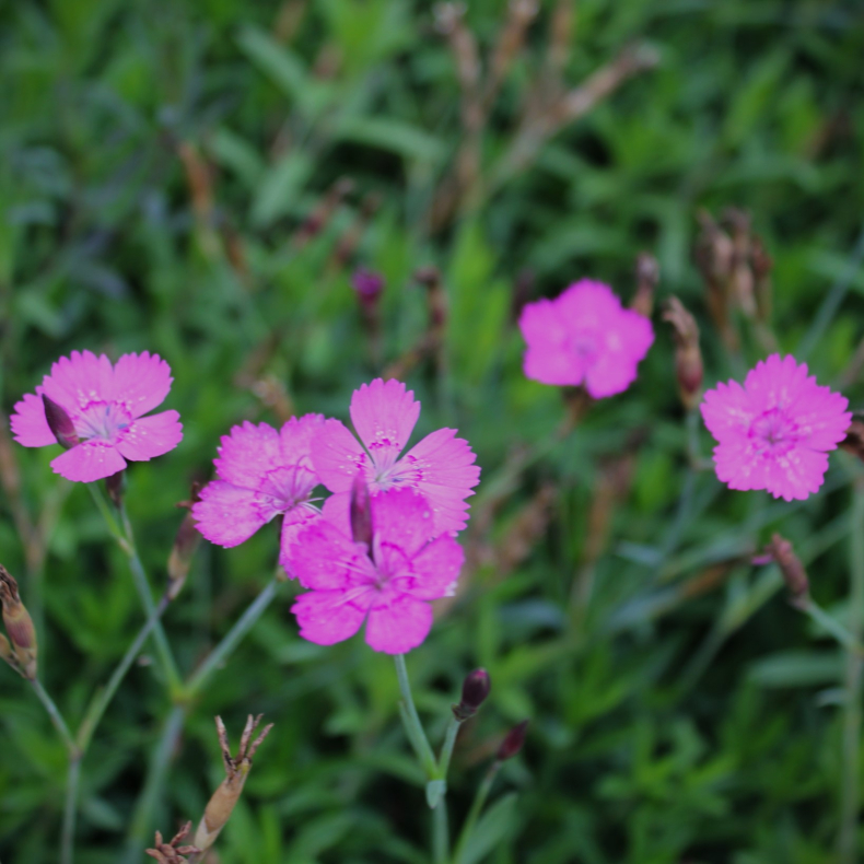 Dianthus deltoides Rosea - Bakke-Nellike
