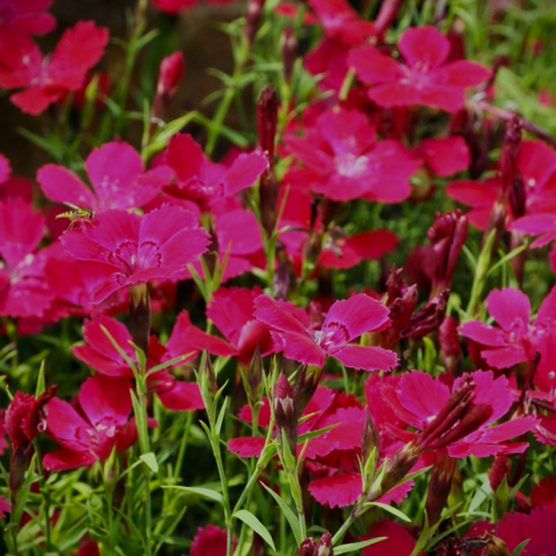 Dianthus deltoides Splendens - Bakke-Nellike