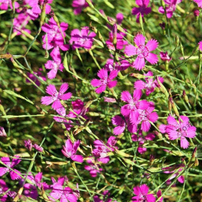 Dianthus deltoides Splendens - Bakke-Nellike