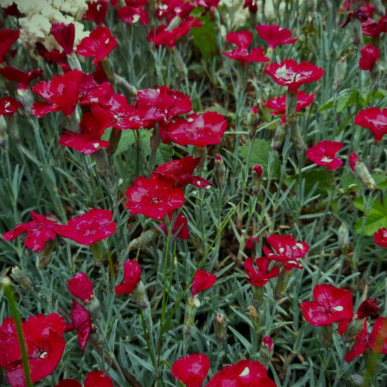 Dianthus gratianopolitanus Rubin - Nellike