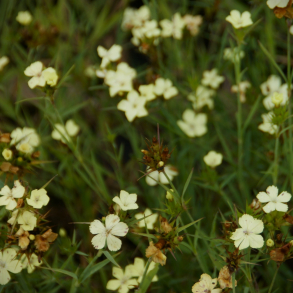 Dianthus knappii - Nellike