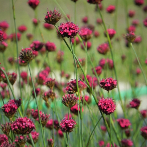 Dianthus pinifolius - Stenbedsnellike