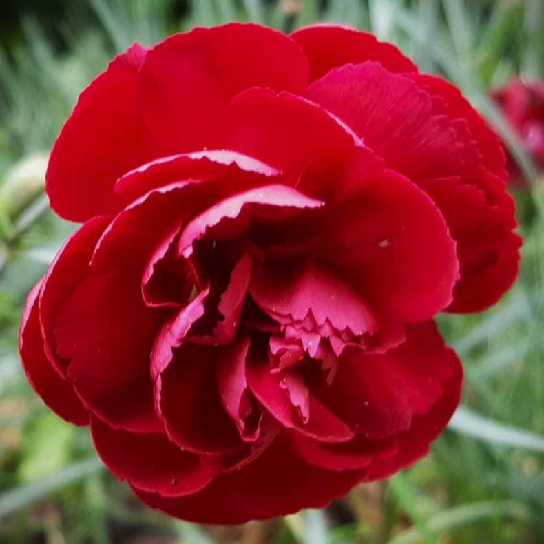 Dianthus plumarius Desmond - Nellike