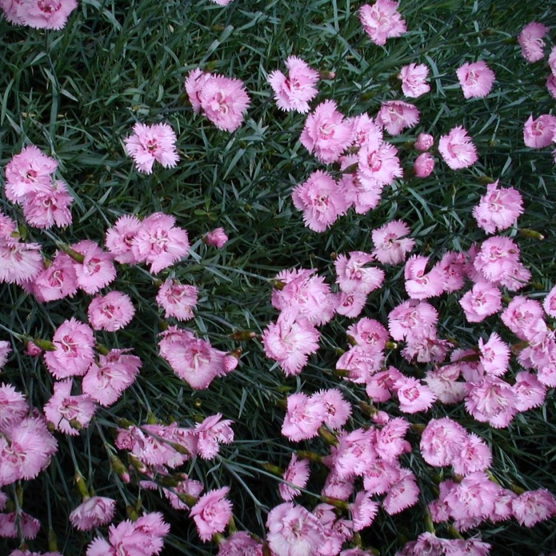 Dianthus plumarius Duchess of Fife - Fjernellike 