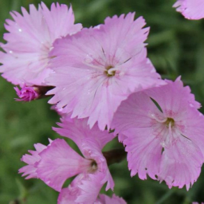 Dianthus plumarius Duchess of Fife - Fjernellike 