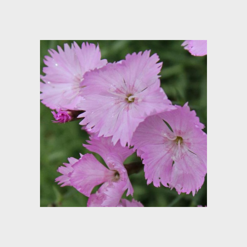 Dianthus plumarius Duchess of Fife - Fjernellike 