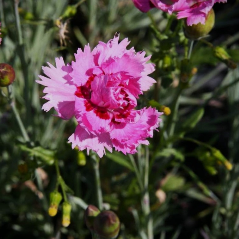 Dianthus plumarius Maggie - Fjernellike