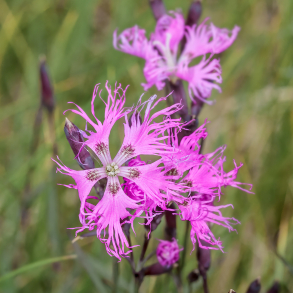 Dianthus superbus Primadonna - Strandnellike