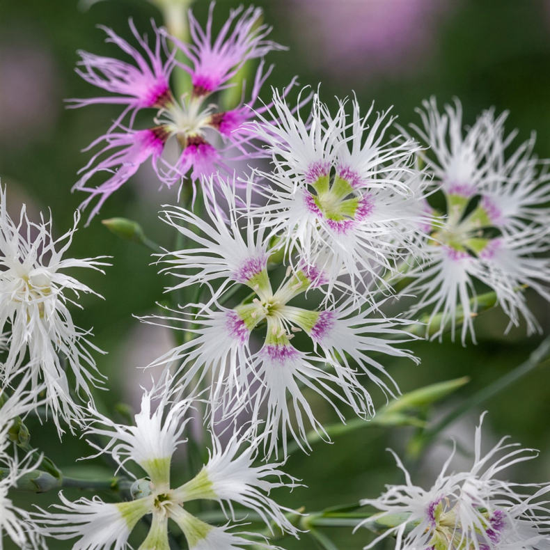 Dianthus superbus - Strandnellike