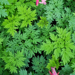 Dicentra hybrida Passion Hearts - Sm�hjerte