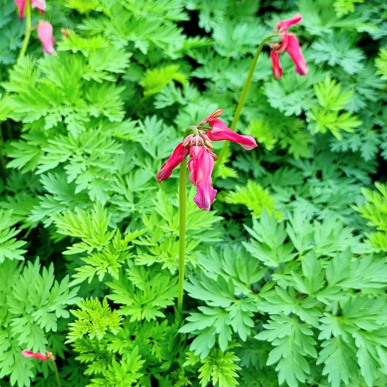 Dicentra hybrida Passion Hearts - Sm�hjerte