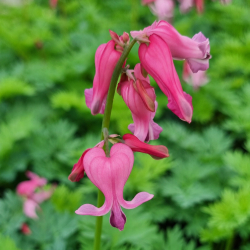 Dicentra hybrida Passion Hearts - Sm�hjerte