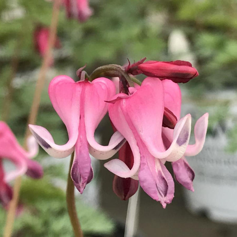 Dicentra Pink Diamonds - Smhjerte