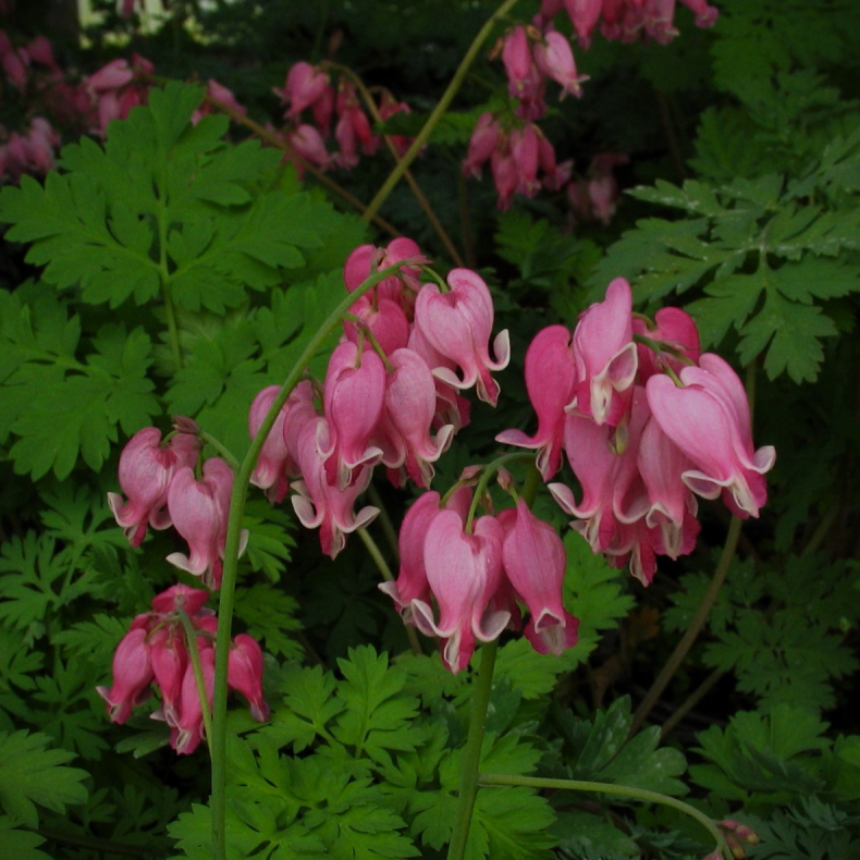 Dicentra hybrida Luxuriant - Smhjerte