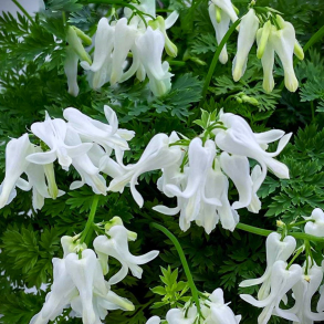Dicentra hybrida Amore Titanium - Sm�hjerte