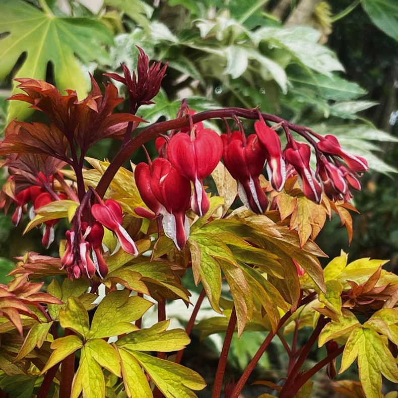 Dicentra hybrida Jolly Hearts Love - Sm�hjerte