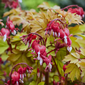 Dicentra hybrida Jolly Hearts Spark - Sm�hjerte