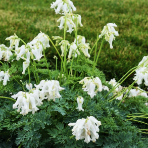 Dicentra hybrida White Diamonds - Sm�hjerte