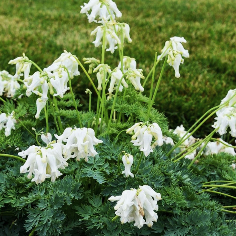 Dicentra hybrida White Diamonds - Sm�hjerte
