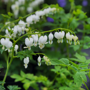 Dicentra spectabilis Alba - L�jtnantshjerte