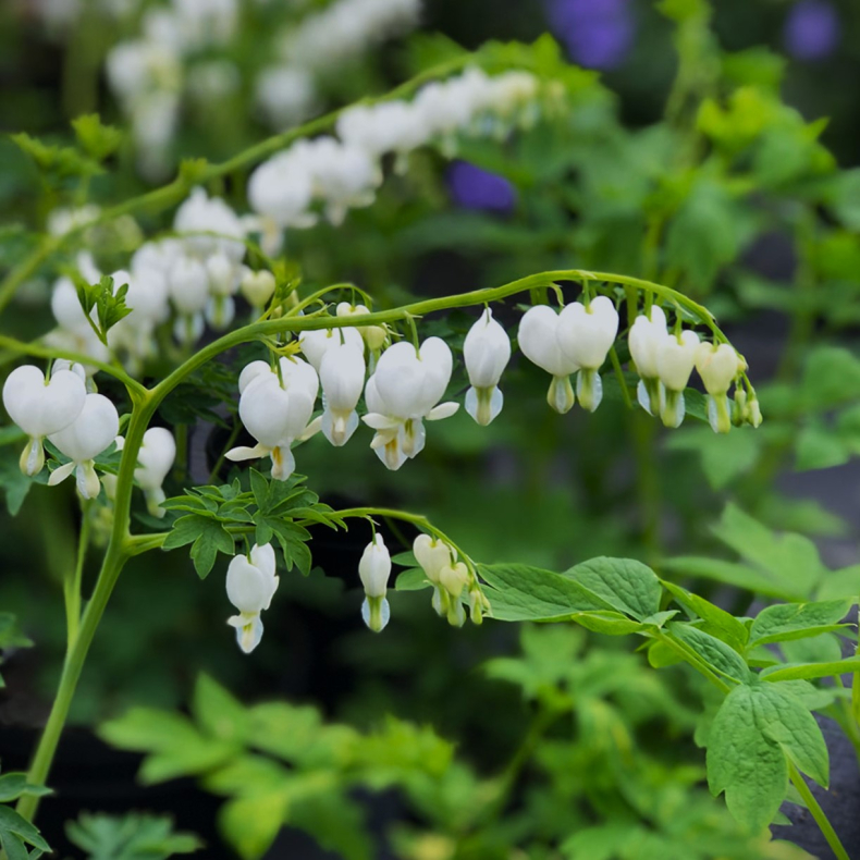 Dicentra spectabilis Alba - Ljtnantshjerte