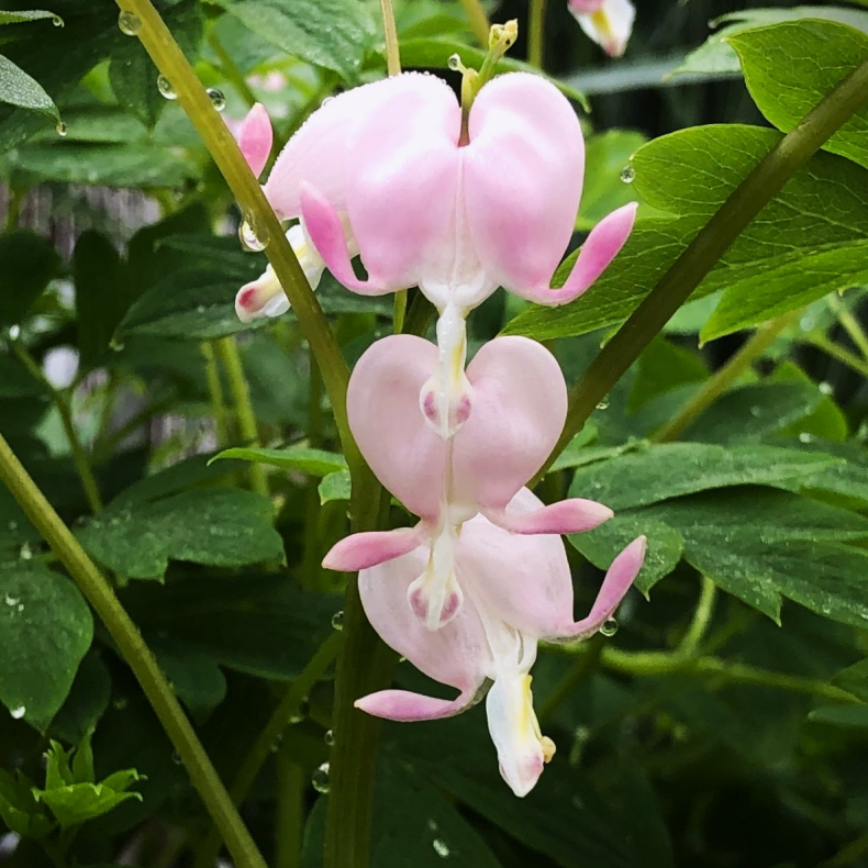 Dicentra spectabilis Cupid - L�jtnantshjerte