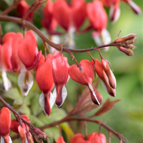 Dicentra spectabilis Valentine - L�jtnantshjerte