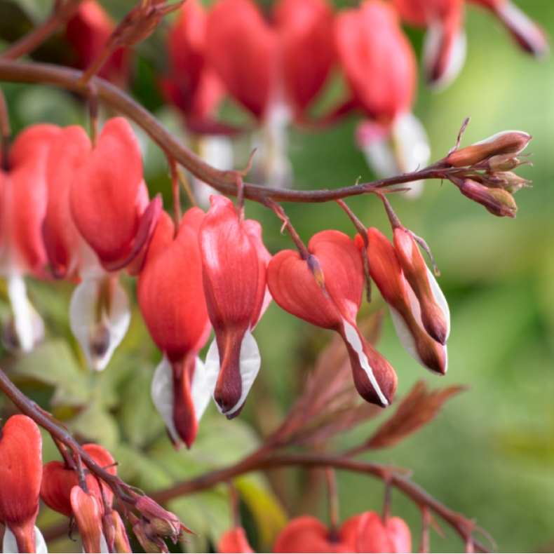 Dicentra spectabilis Valentine - Ljtnantshjerte