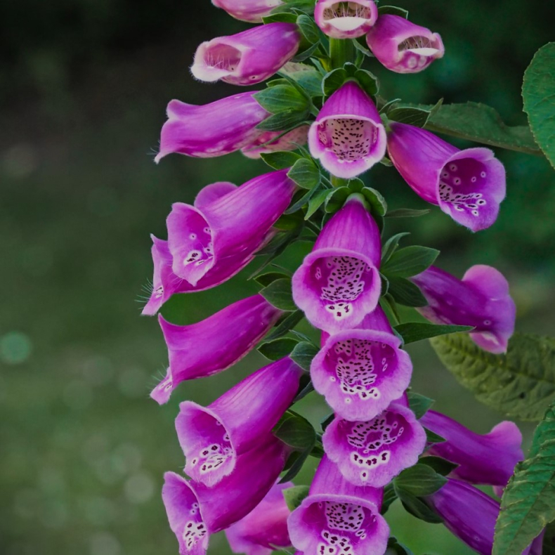 Digitalis purpurea - Fingerbl 1 rs plante