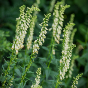 Digitalis lutea - Staudefingerb�l