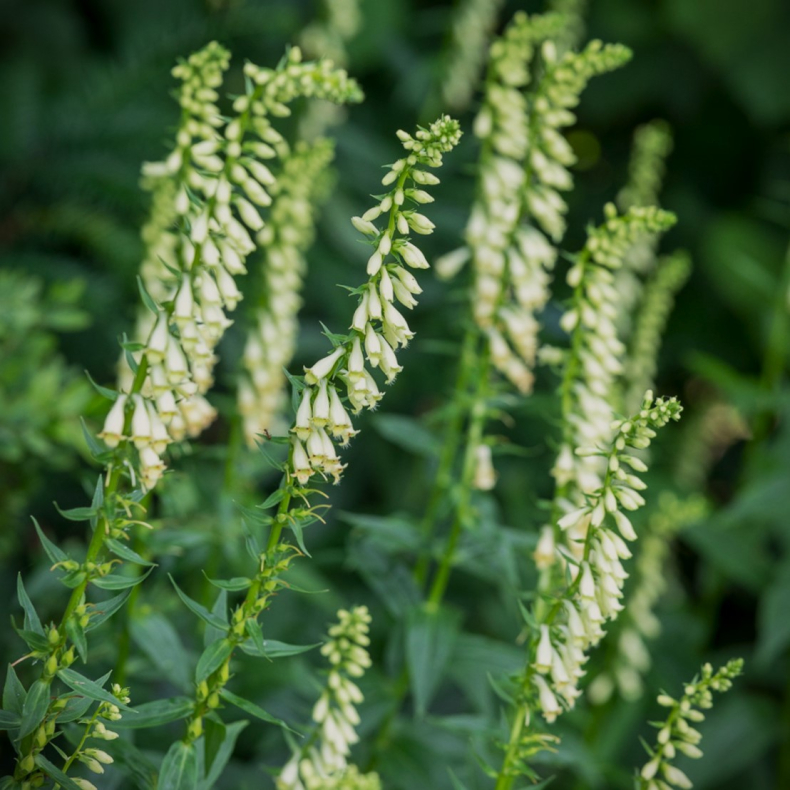 Digitalis lutea - Staudefingerb�l