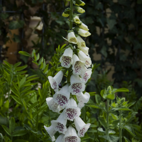 Digitalis purpurea  Alba - Fingerb�l