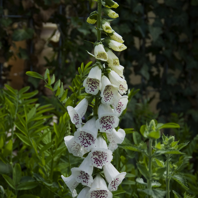 Digitalis purpurea  Alba - Fingerb�l