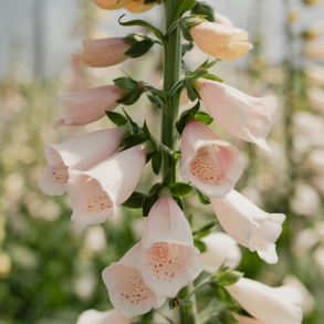 Digitalis purpurea Foxybee Apricot - Fingerb�l 