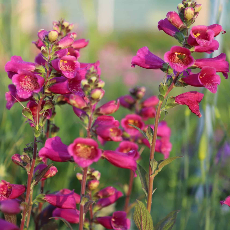 Digitalis purpurea Foxybee Dark Red - Fingerb�l 