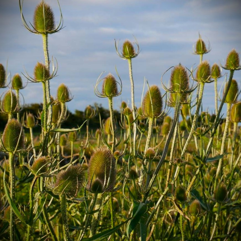 Dipsacus fullonum - Grdekartebolle 
