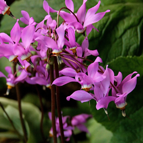 Dodecatheon jeffreyi - Gudeblomst
