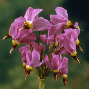 Dodecatheon meadia Aphrodite - Gudeblomst