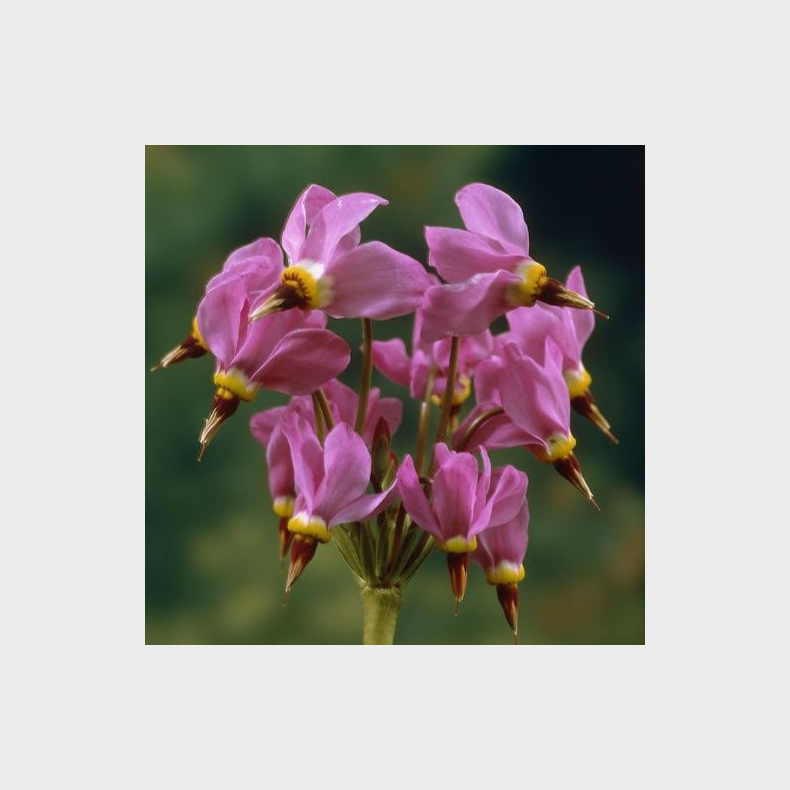 Dodecatheon meadia Aphrodite - Gudeblomst