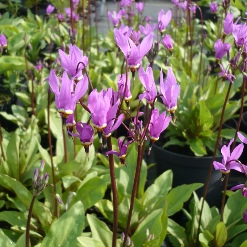 Dodecatheon meadia Queen Victoria - Gudeblomst