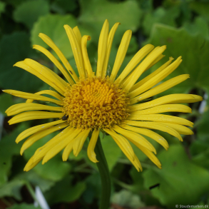 Doronicum orientale Magnificum - Gemserod