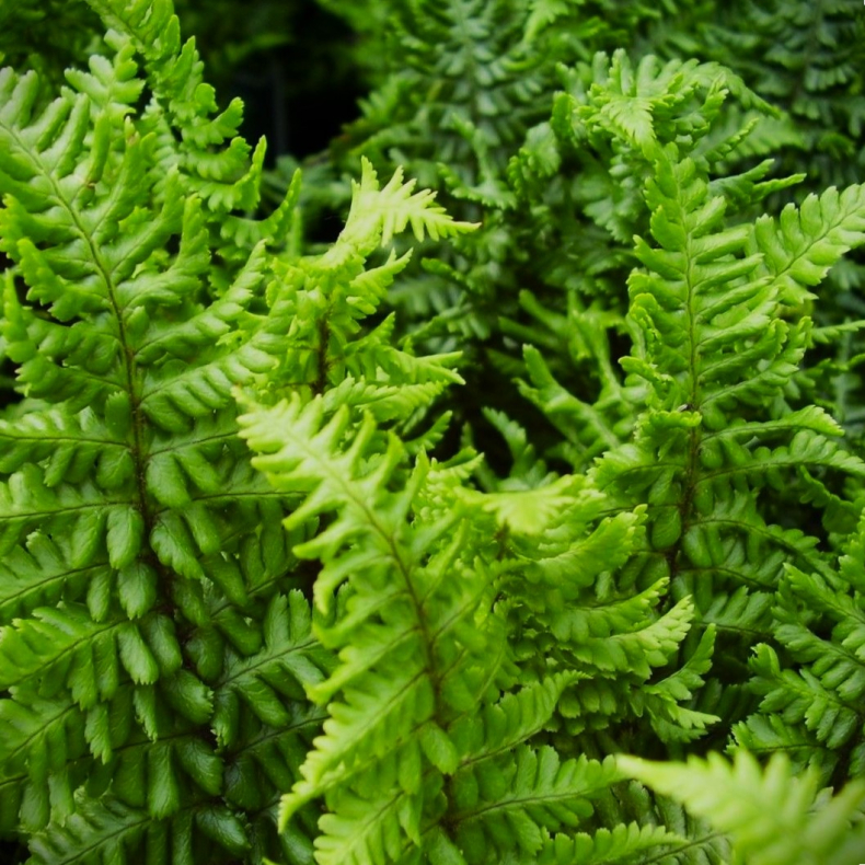 Dryopteris affinis Crispa Congesta - Kruset mangel�v