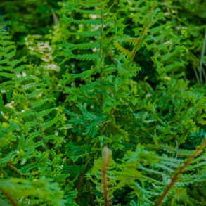 Dryopteris affinis Cristata The King - Kruset mangel�v