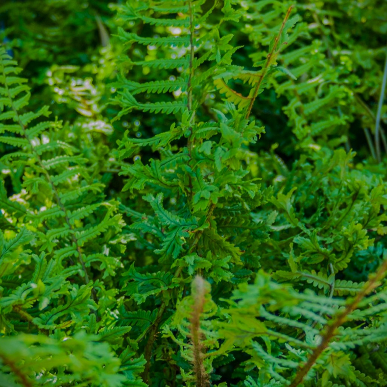 Dryopteris affinis Cristata The King - Kruset mangelv
