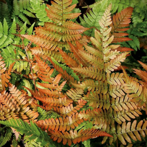 Dryopteris erythrosora Brilliance - R�dsl�rbregne