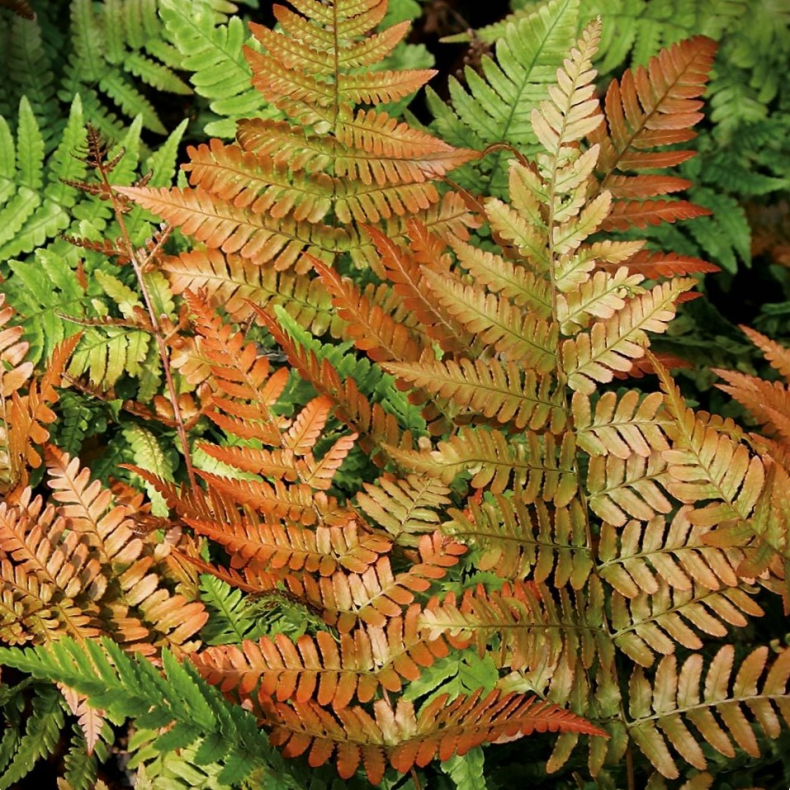 Dryopteris erythrosora Brilliance - R�dsl�rbregne